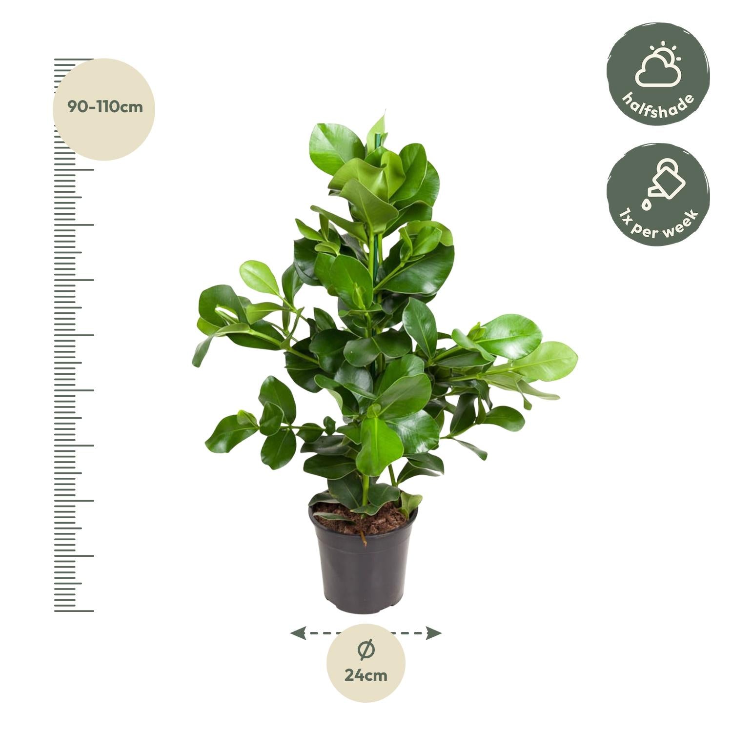 Clusia Rosea (Autograph Tree) - 110cm - ø24