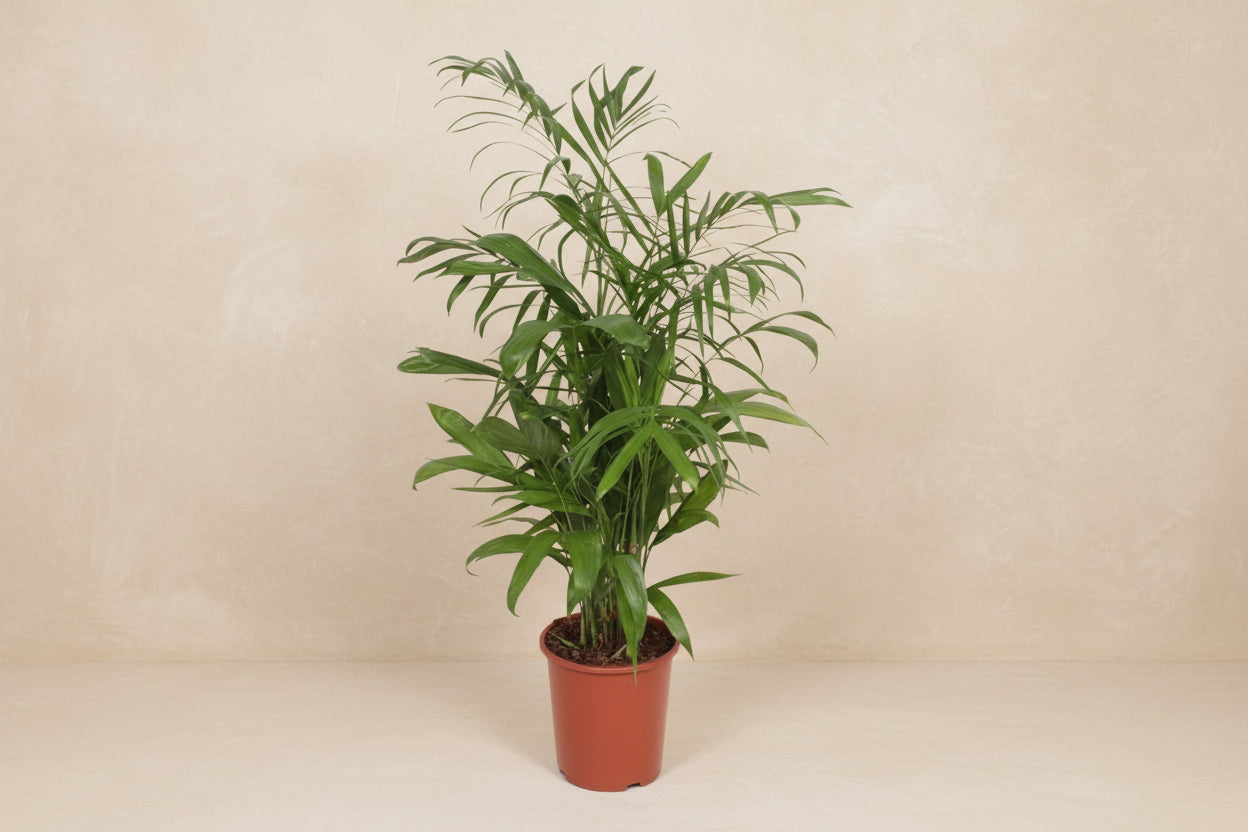 Chamaedorea Seifrizii (Parlor Palm) - 140cm - ø27