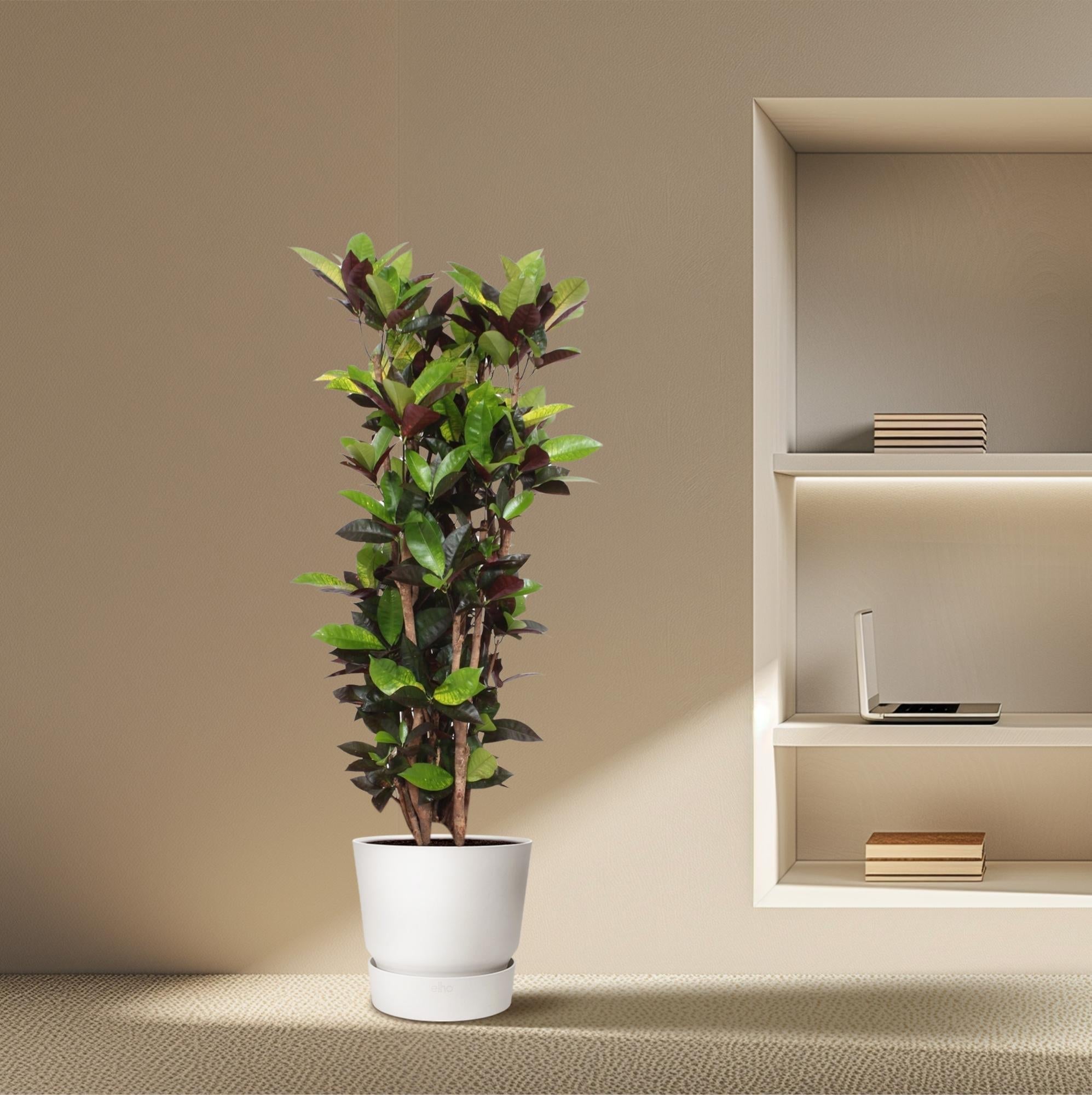 Codiaeum Iceton (Croton) – 190 cm - ø45