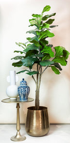 Artificial Ficus Lyrata (Tobacco Plant) - 180cm