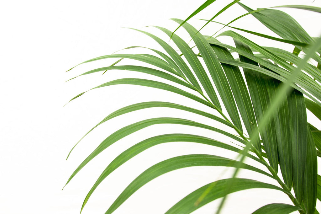 Kentia Palm (Howea forsteriana) - 180cm - ø24