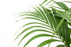 Kentia Palm (Howea forsteriana) - 180cm - ø24