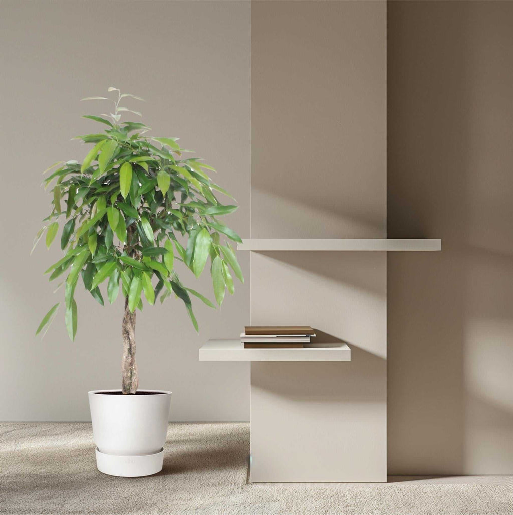 Ficus Amstel King - 140 cm - ø30