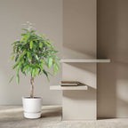 Ficus Amstel King - 140 cm - ø30