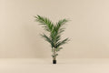 Artificial Kentia Palm - 150cm
