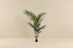Artificial Kentia Palm - 150cm