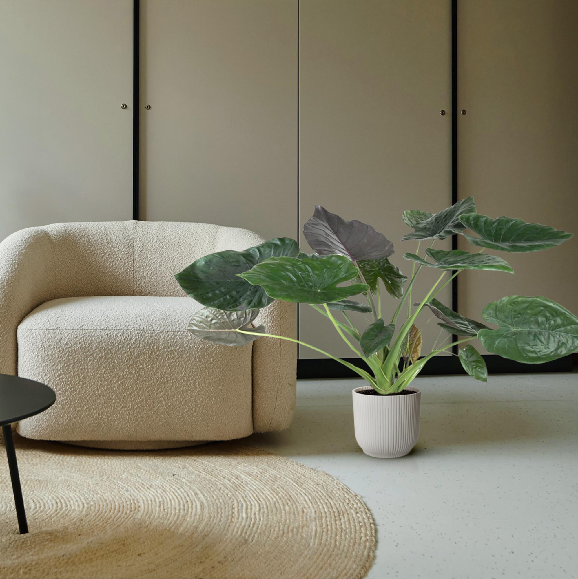 Alocasia (Elephant Ear) - 120 cm - ø32
