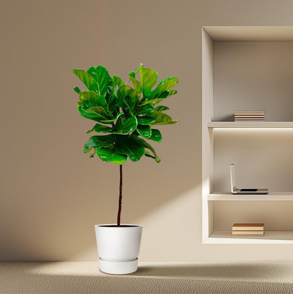 Ficus Lyrata (Fiddle Leaf Fig) - 130 cm - ø24