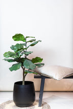 Artificial Ficus Lyrata (Tobacco Plant / Fiddle Leaf Fig) - 90cm