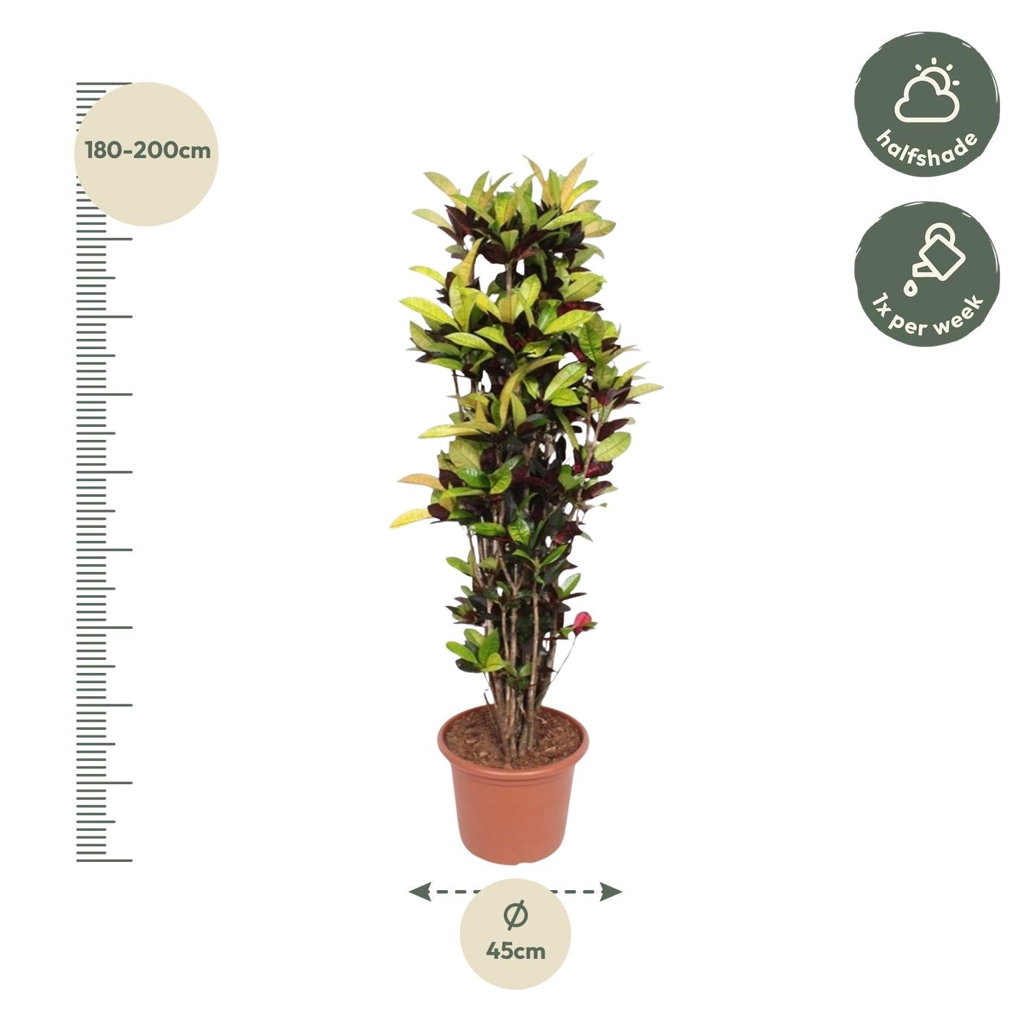 Codiaeum Iceton (Croton) – 190 cm - ø45