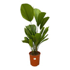 Licuala Grandis (Ruffled Fan Palm) - 100 cm - ø19