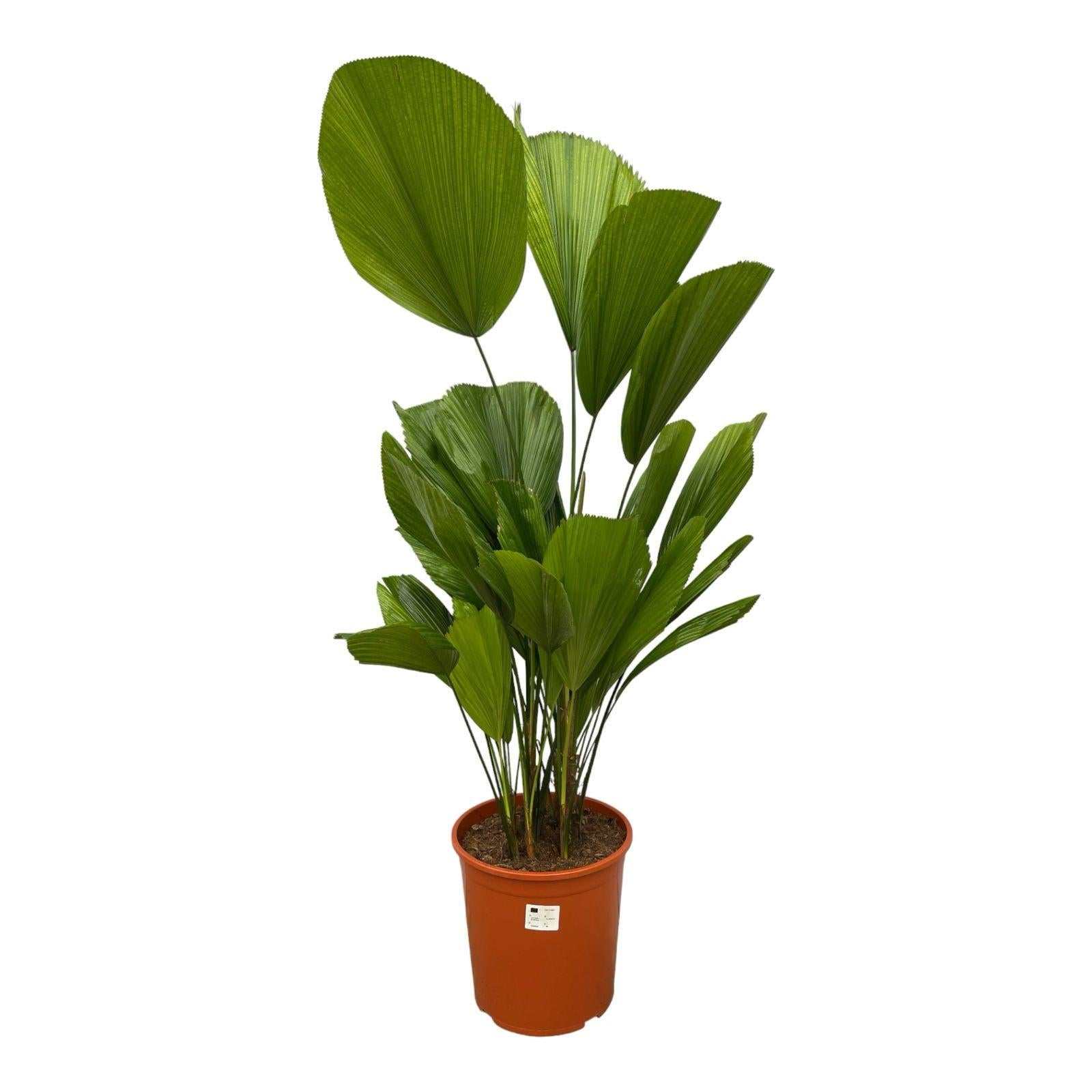 Licuala Grandis (Ruffled Fan Palm) - 100 cm - ø19