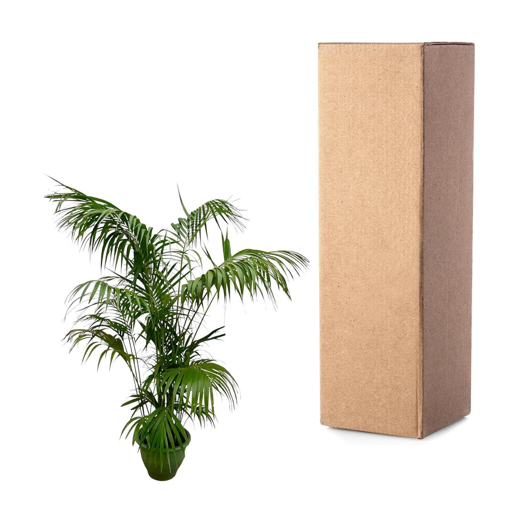 Kentia Palm (Howea forsteriana) - 260cm - ø35