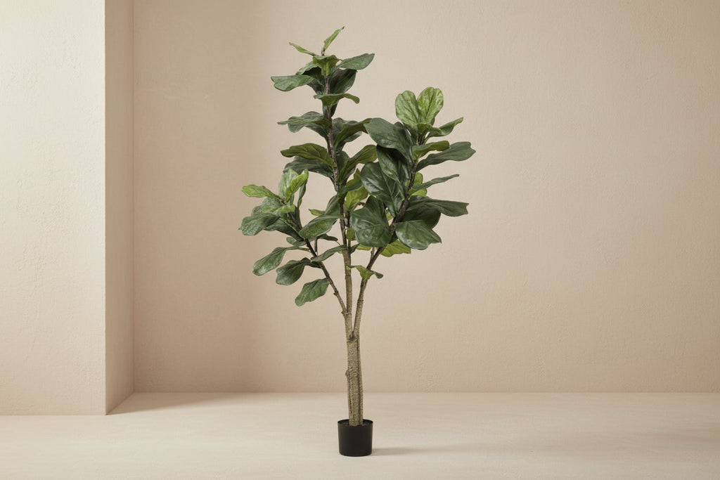Artificial Ficus Lyrata (Tobacco Plant) - 180cm