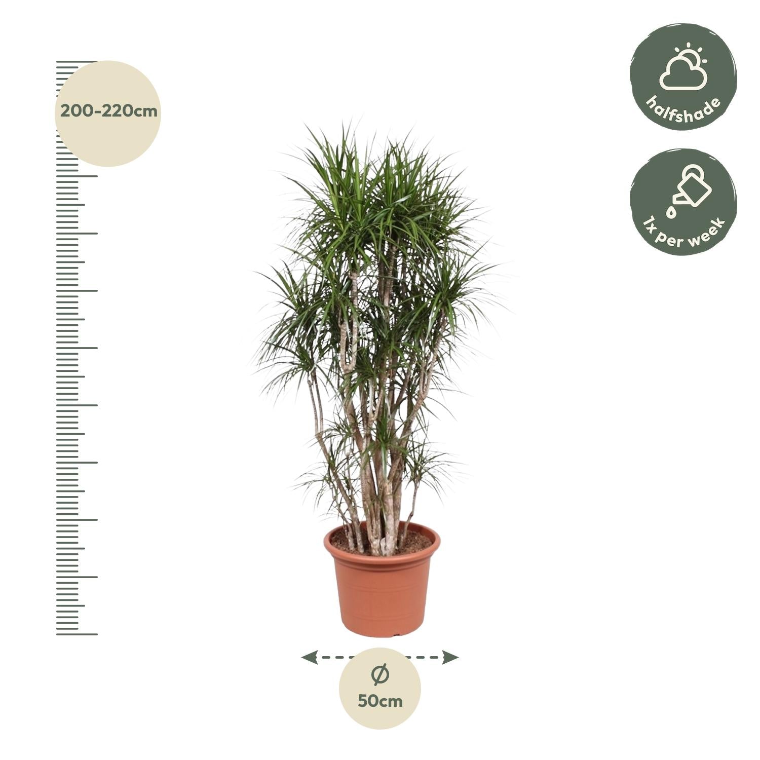 Dracaena Marginata Branched - 220cm - ø40