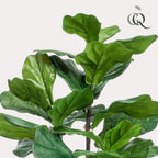 Artificial Ficus Lyrata (Tobacco Plant / Fiddle Leaf Fig) - 90cm