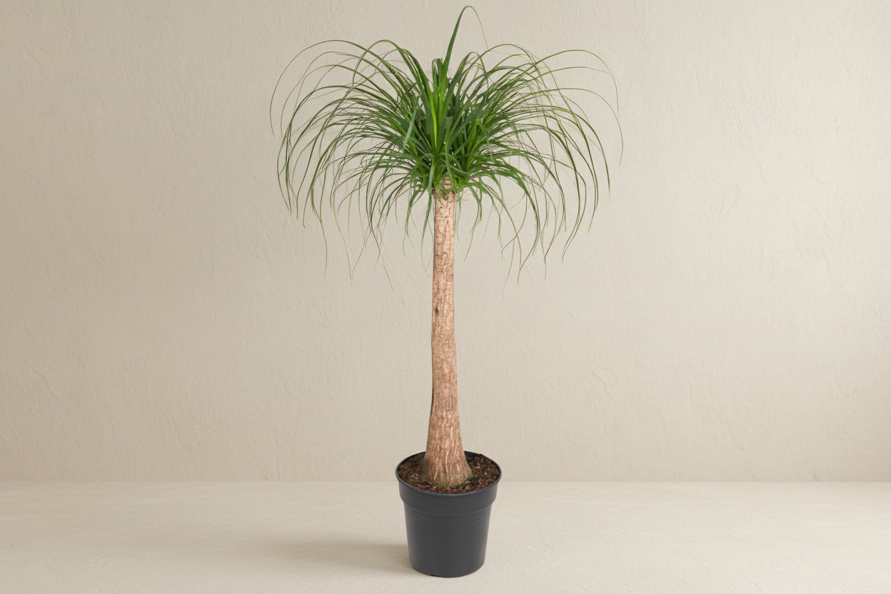 Beaucarnea (Ponytail Palm) - 120cm - ø32