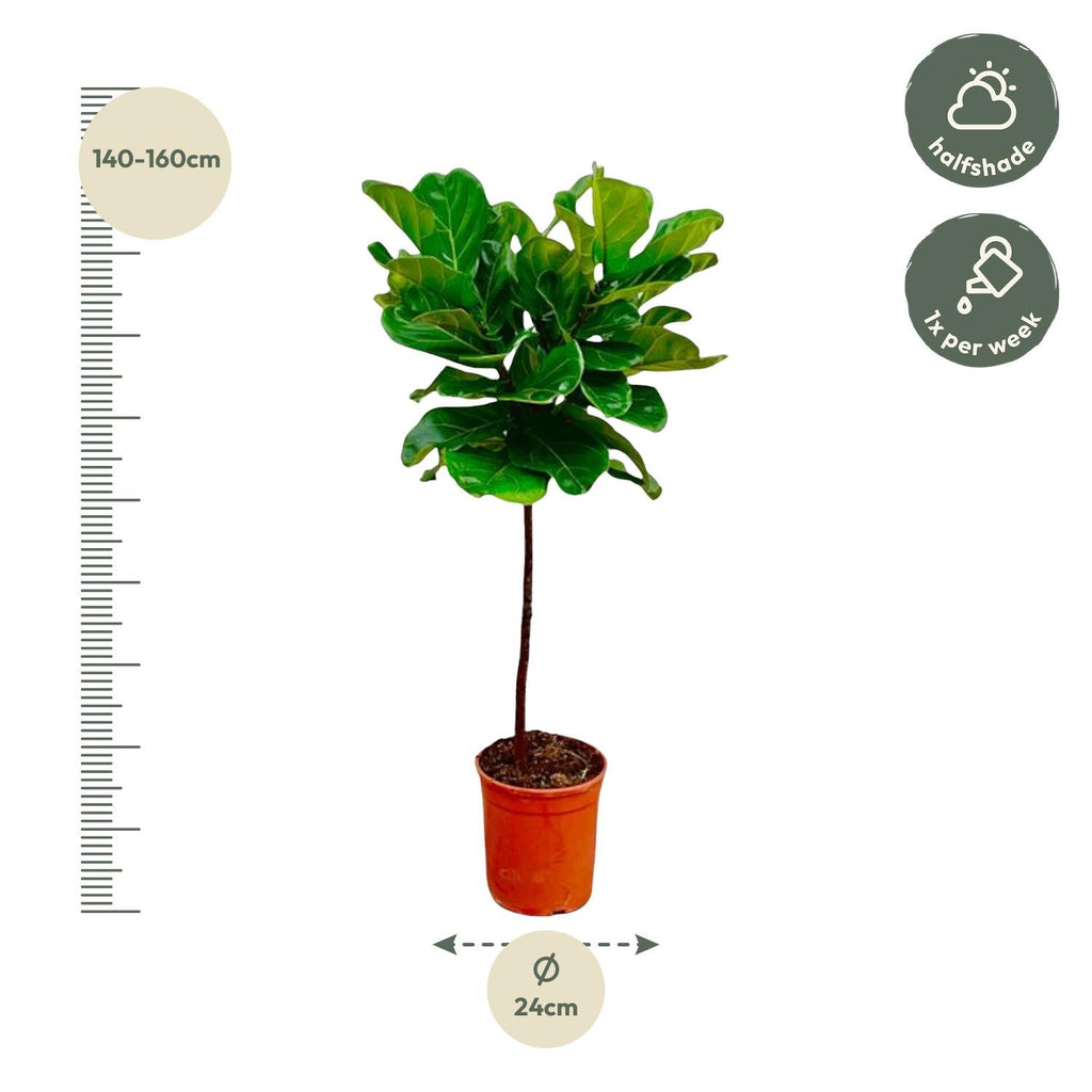 Ficus Lyrata (Fiddle Leaf Fig) - 130 cm - ø24