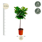 Ficus Lyrata (Fiddle Leaf Fig) - 130 cm - ø24
