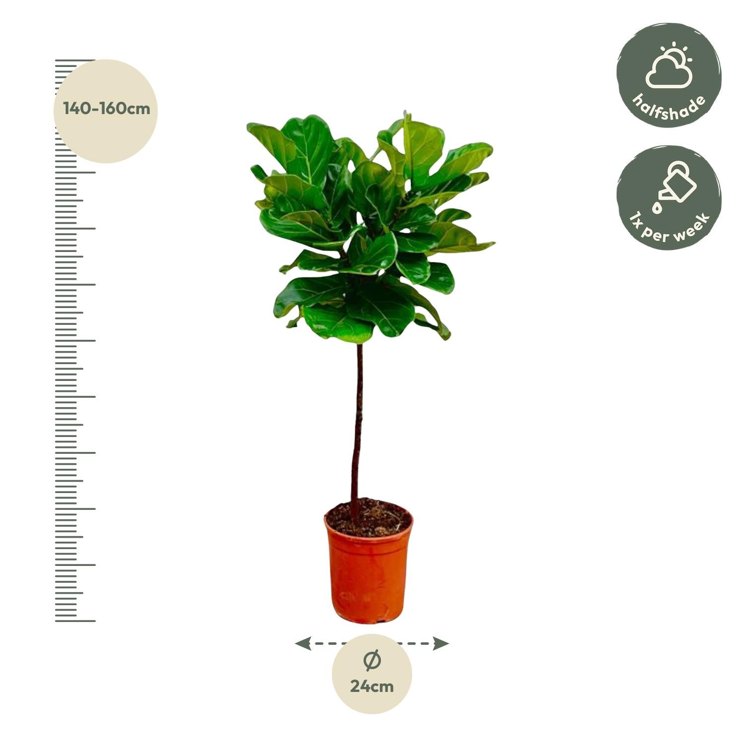 Ficus Lyrata (Fiddle Leaf Fig) - 130 cm - ø24