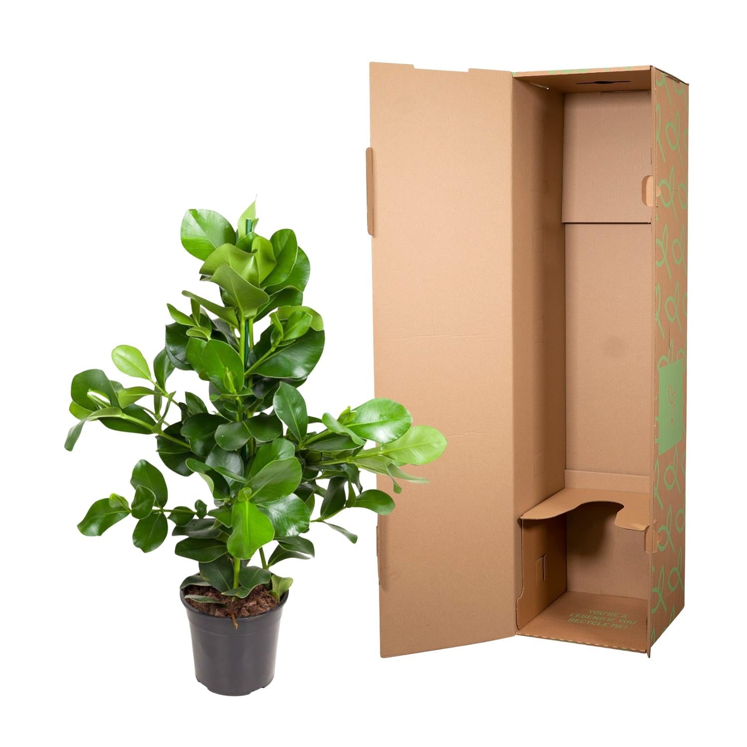 Clusia Rosea (Autograph Tree) - 110cm - ø24