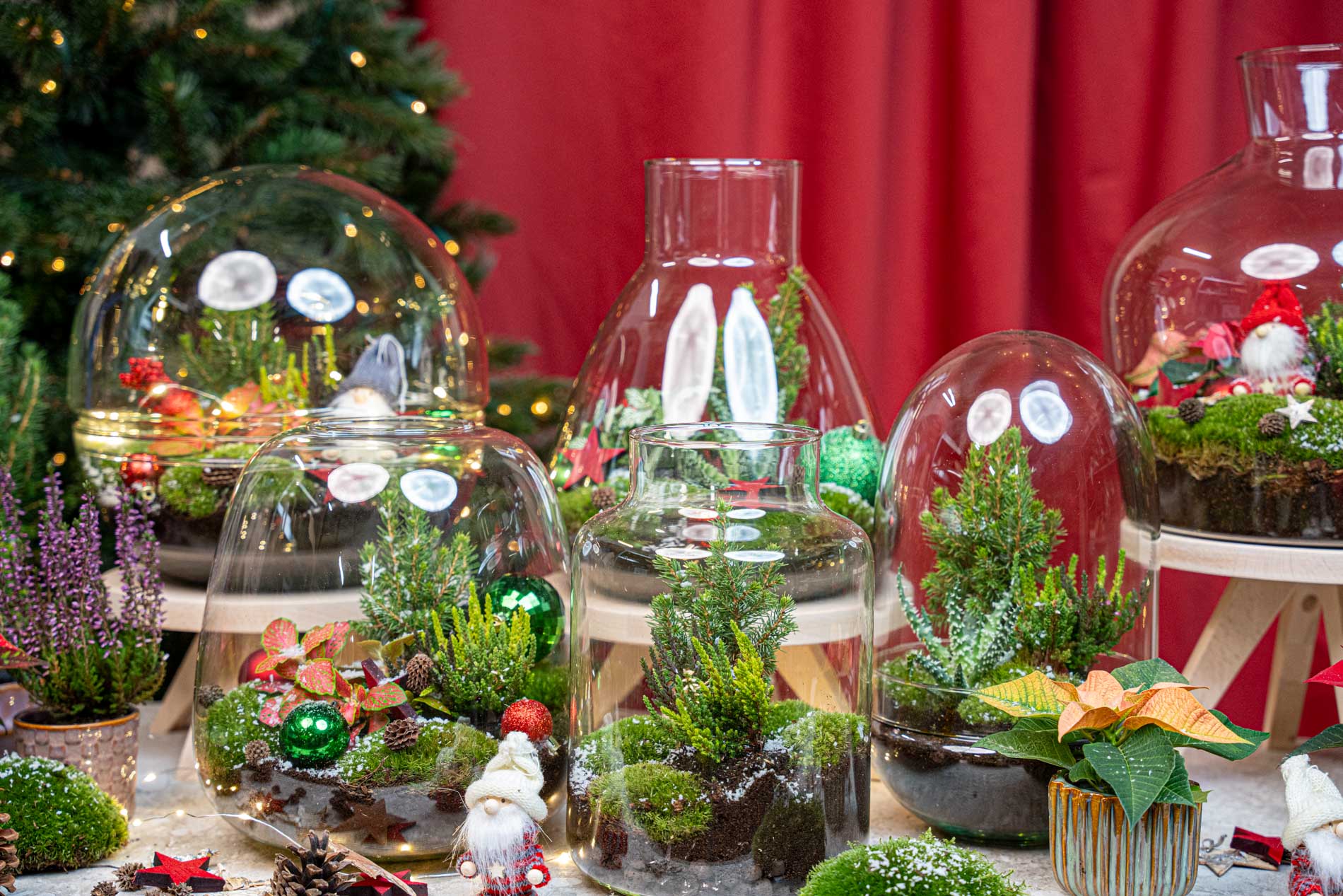 Evergreen Christmas terrarium - Bottle garden DIY kit - Ø 20 cm ↑ 22 cm
