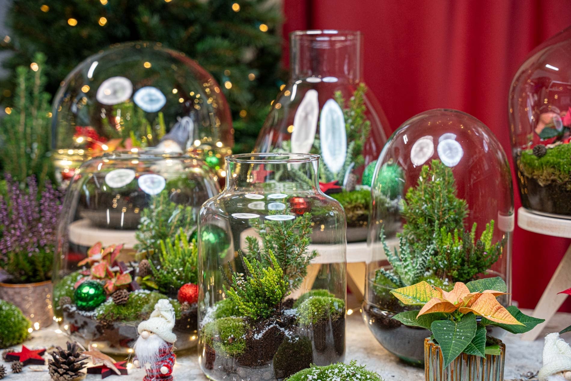 Rudolph Christmas terrarium - Bottle garden DIY kit - Ø 23 cm ↑ 25 cm