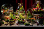 Mistle Winter & Christmas terrarium - Bottle garden DIY kit - Ø 29 cm ↑ 30