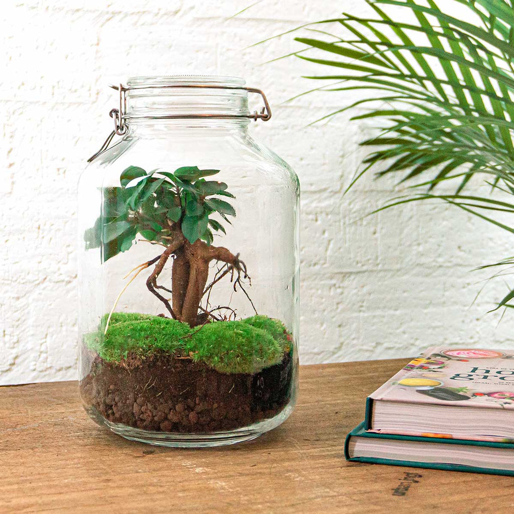 JAR - Terrarium Weckpot - Bottle garden DIY kit - Ø 18 cm ↑ 28 cm