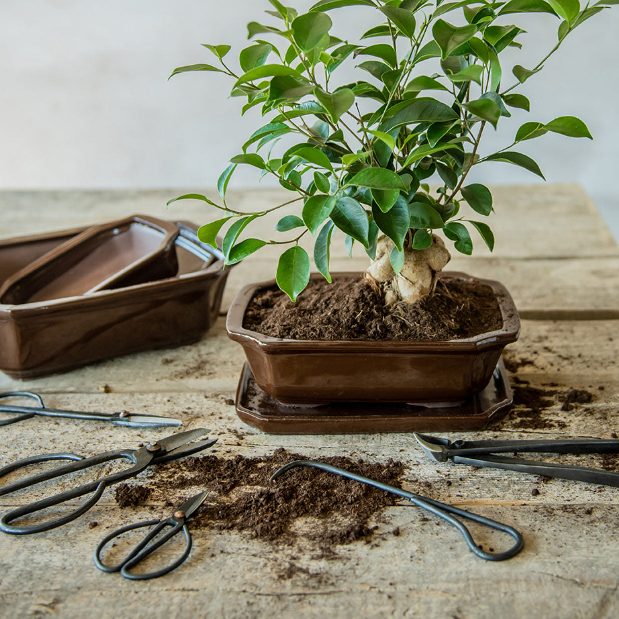 Bonsai Root Hook 20.5 cm – Precision Bonsai Tool